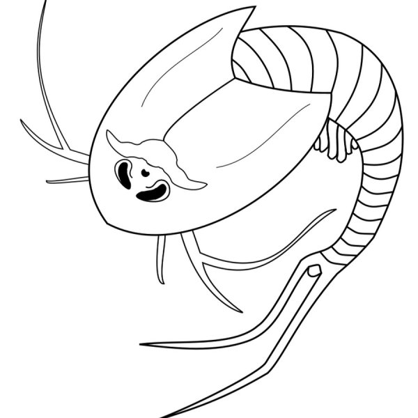 Членистоногие щитни