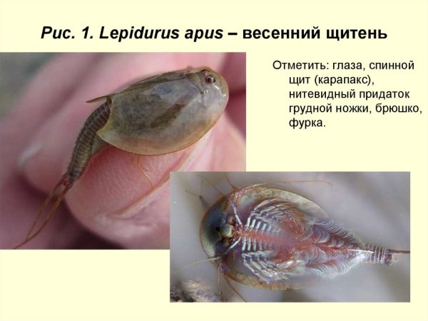 Pristicephalus josephinae