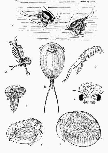 Gammarus pulex строение