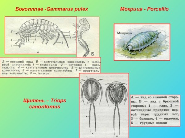 Листоногие ракообразные представители