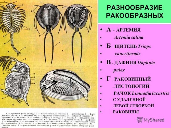 Щитень летний опасный двойник