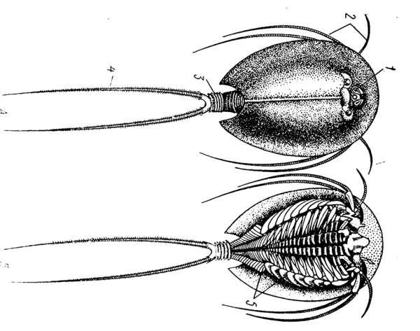 Щитень анатомия