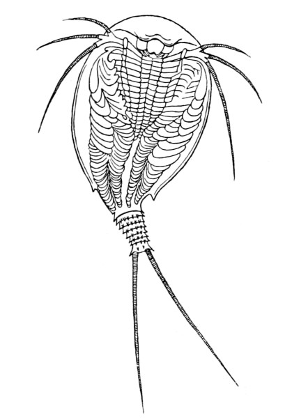 Щитень сообщение