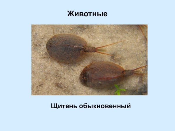 Щитни ареал