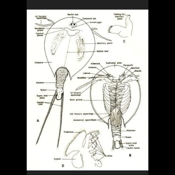Рачок Циклоп строение