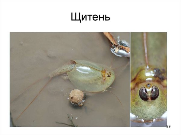 Щитень канкриформис