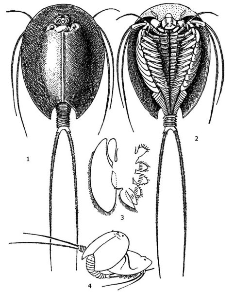 Грудная конечность Щитня