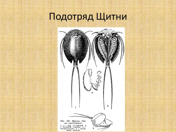 Щитень весенний рисунок