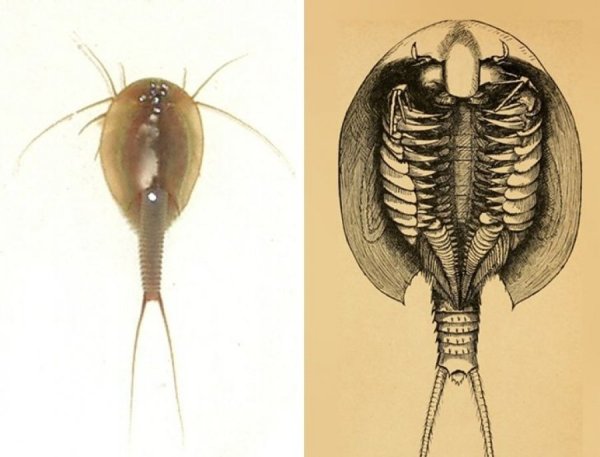 Щитень строение