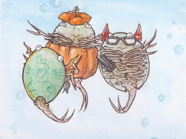 Раковинные Листоногие