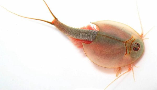 Мечехвост анатомия