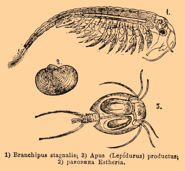 Жаброног Артемия