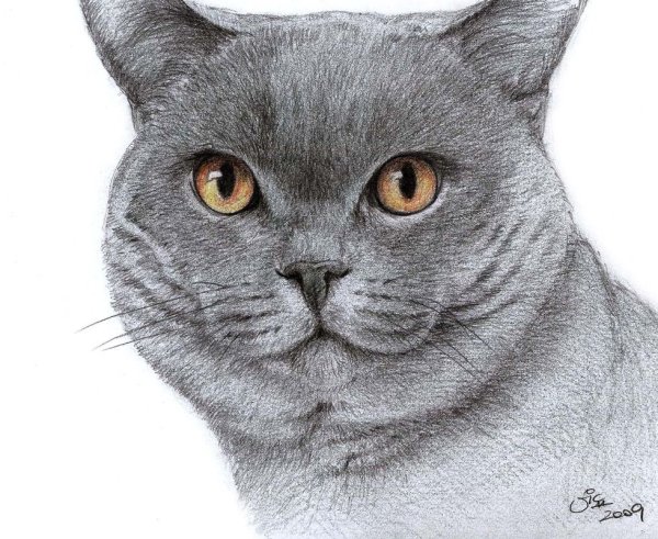Британский кот карандашами