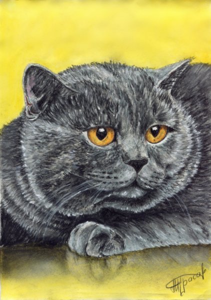 Британская короткошёрстная кошка