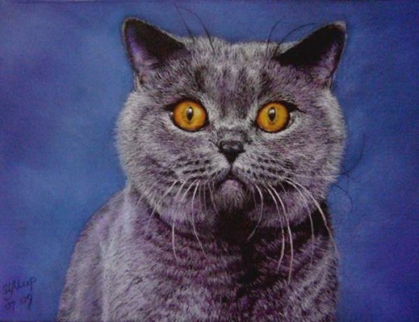 Британский кот акрилом