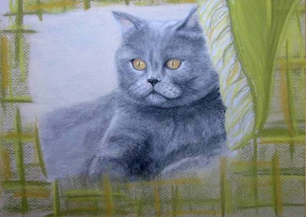 Британский кот карандашами