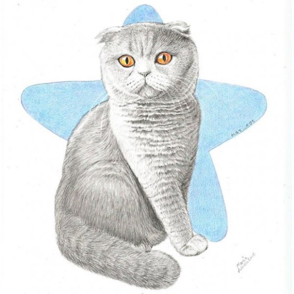 Нарисовать британского кота