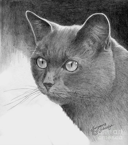 Британский кот карандашами