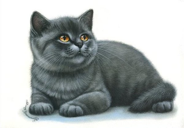 Британские короткошерстные котята рисунок