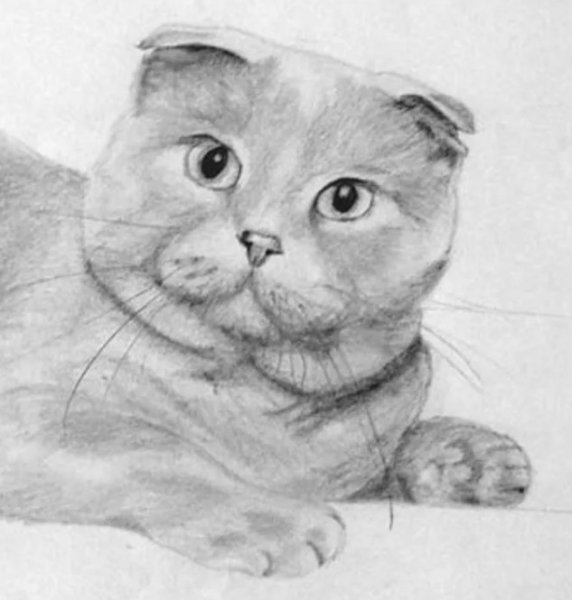 Вислоухая кошка карандашом