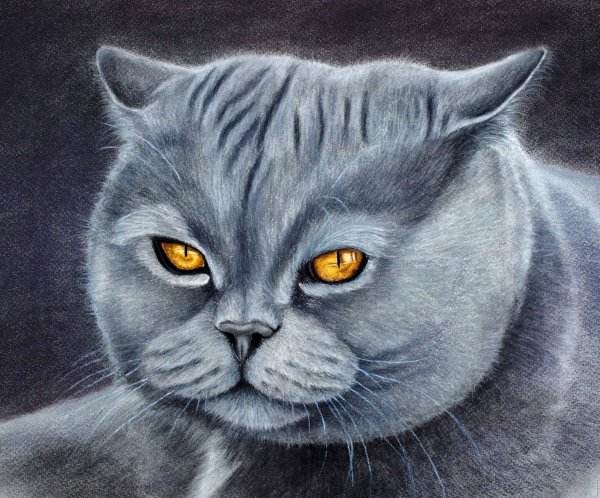 Британский кот карандашами