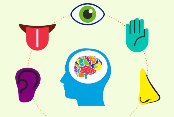 Сенсорные системы восприятия.