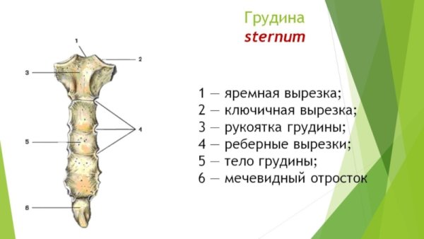 Грудная кость коровы строение