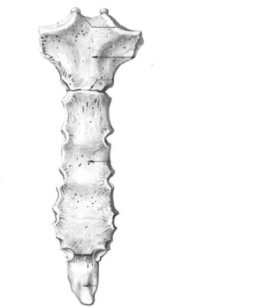 Грудина кость анатомия