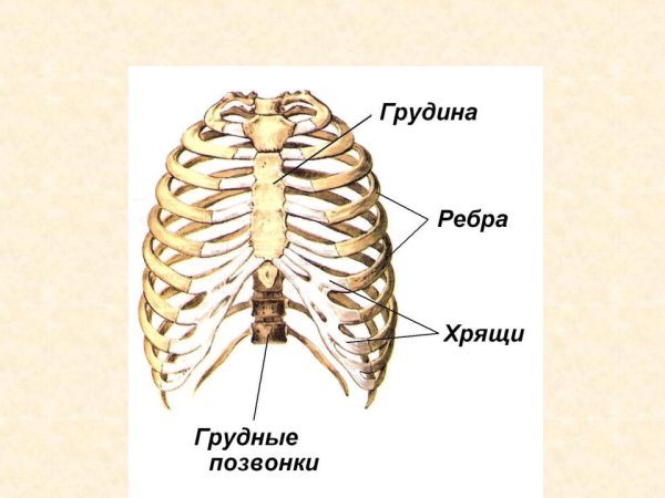 Строение грудной клетки человека скелет