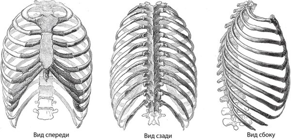 Строение грудной клетки спереди