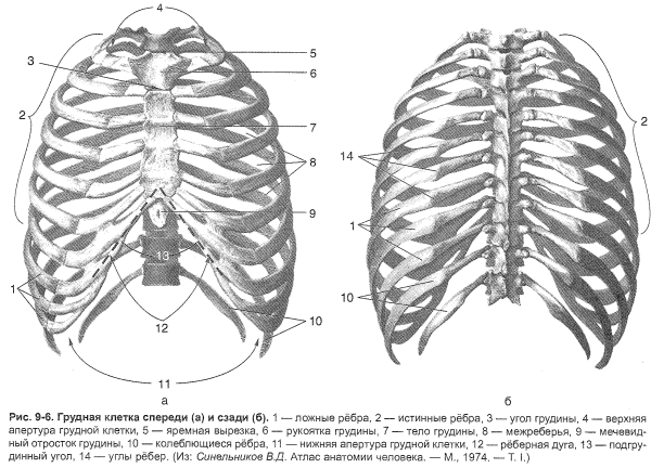 Анатомия ребер грудной клетки
