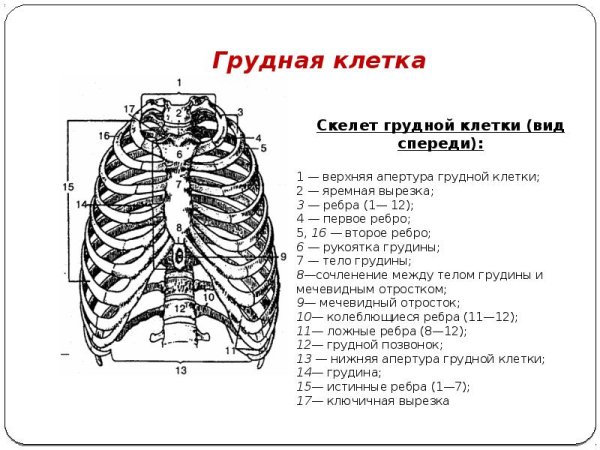 Строение скелета грудной клетки