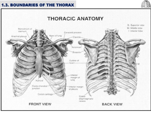 Грудная клетка сзади анатомия
