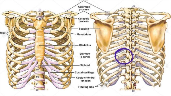 Ребра и Грудина анатомия