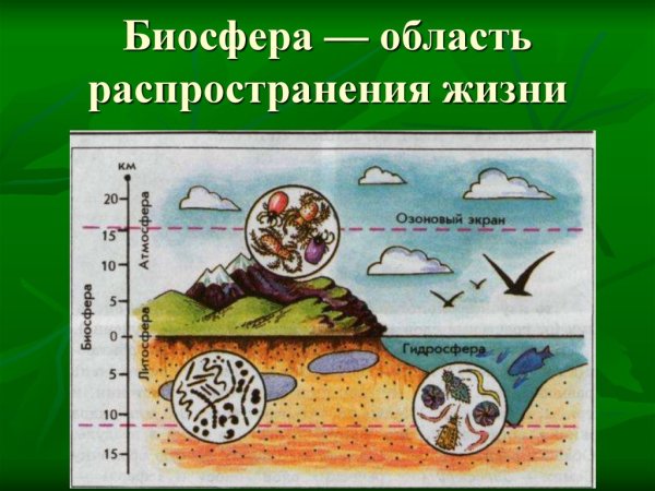 Иофера жива оолока зели