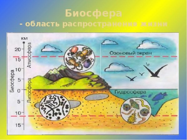 Биосфера это в биологии