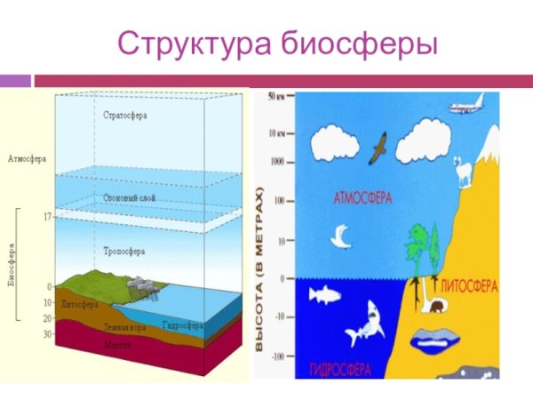Биосфера и человек
