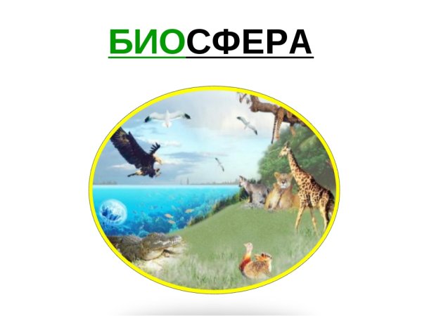 Биосфера литосфера гидросфера