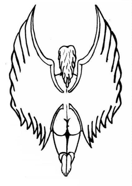 Член с крыльями