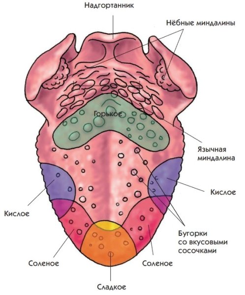 Рецепторы языка анатомия