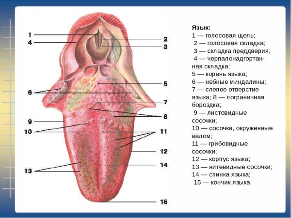 Строение языка снизу схема