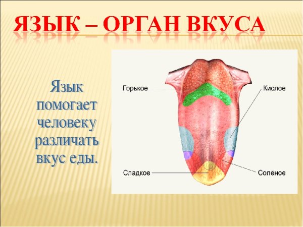 Орган вкуса у человека