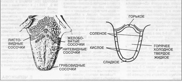 Орган вкуса строение и функции