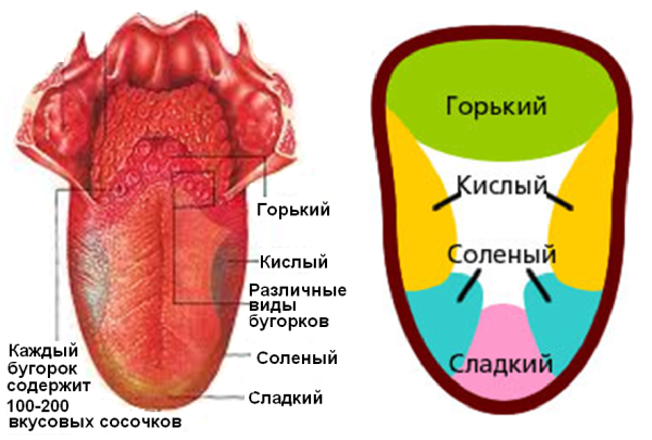 Вкусовой анализатор строение анатомия