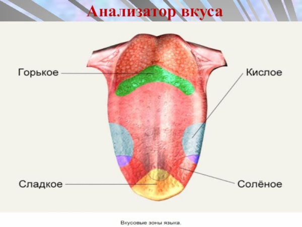 Орган вкуса вкусовой анализатор строение