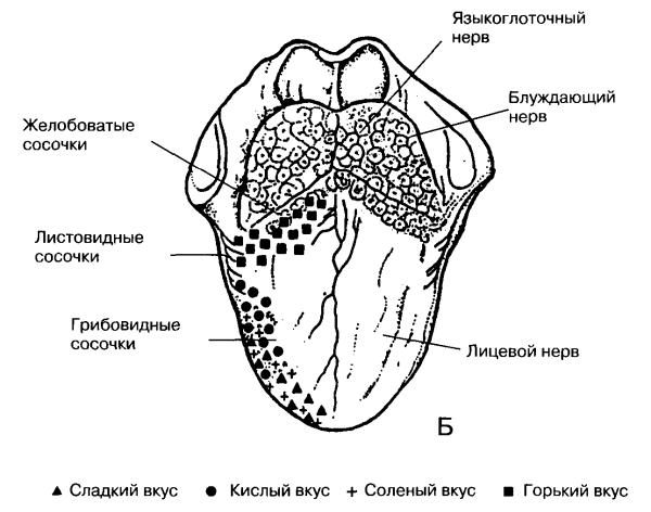 Строение вкусового анализатора человека схема