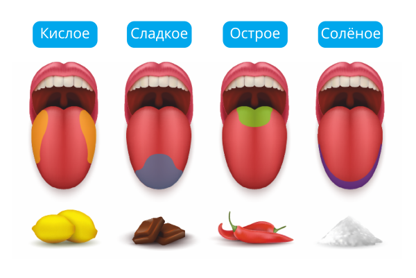 Вкусовые зоны языка