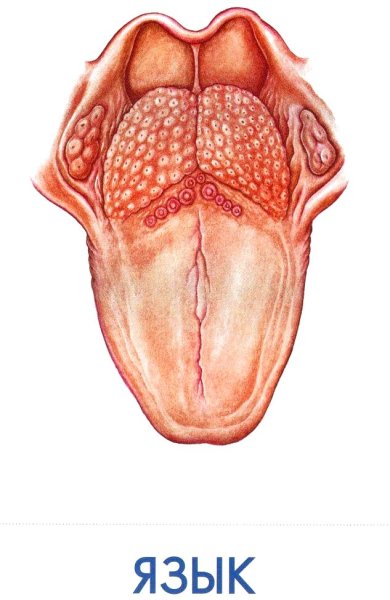 Язык человека рисунок