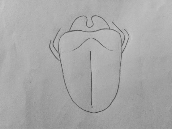 Строение языка у человека вид сбоку