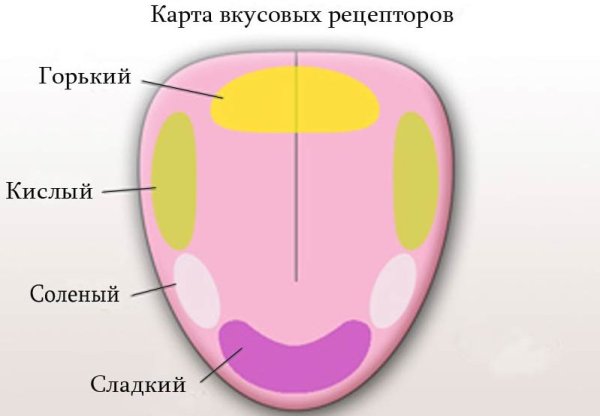 Язык орган чувств